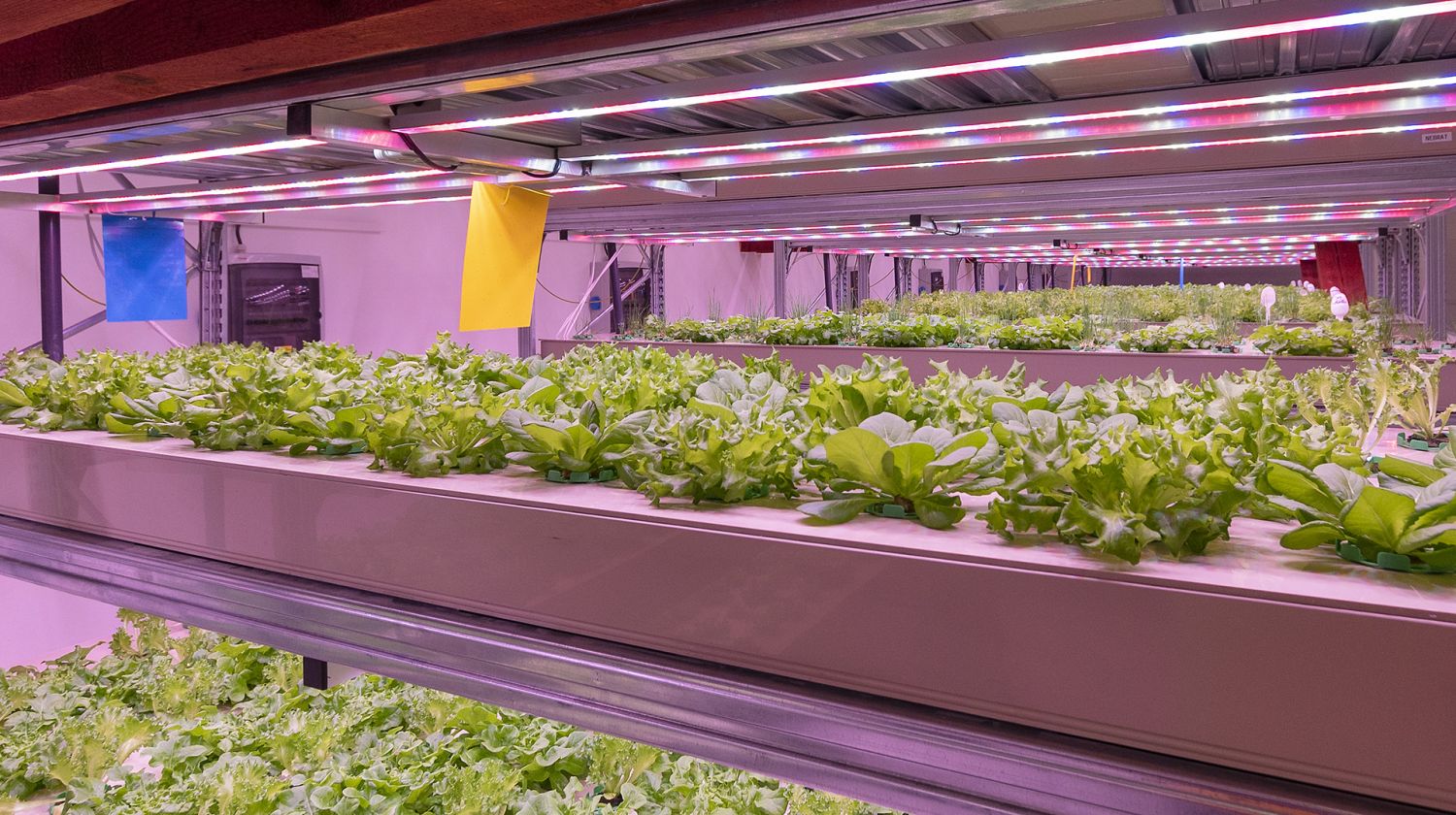 3 principles of crop protection on aquaponic farms