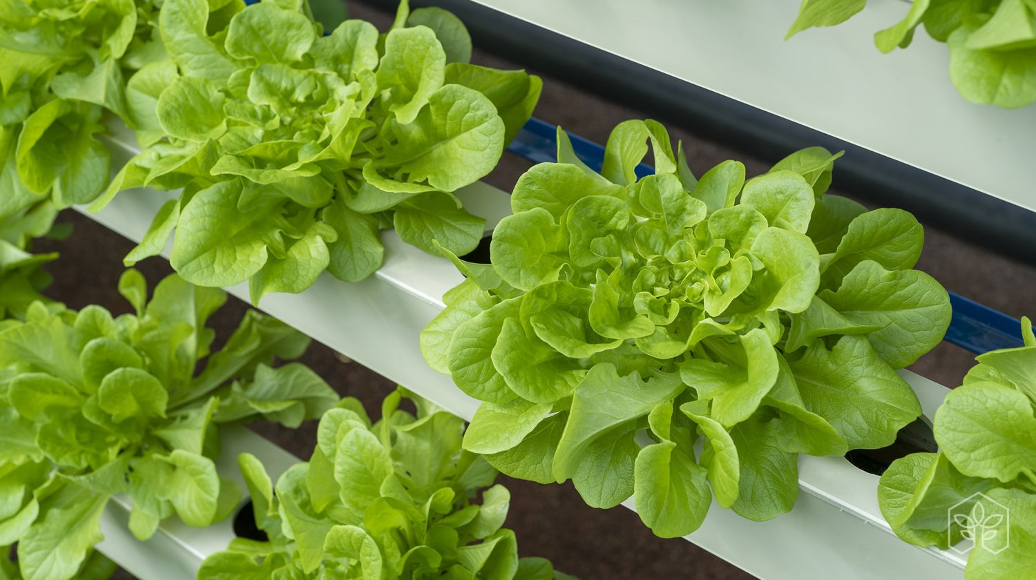 Aquaponic cultivation versus conventional hydroponic cultivation