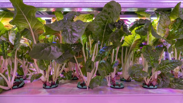 Economic sustainability of aquaponics is key to a more affordable future