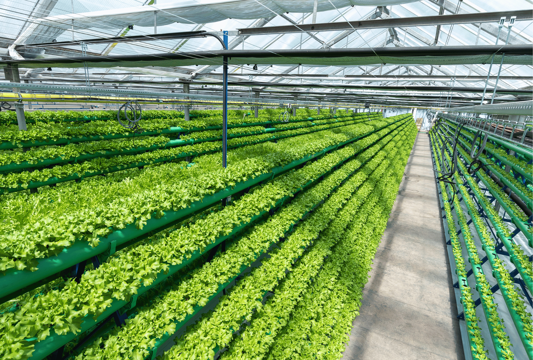 Modern agriculture and aquaponic infrastructure in the Czech Republic