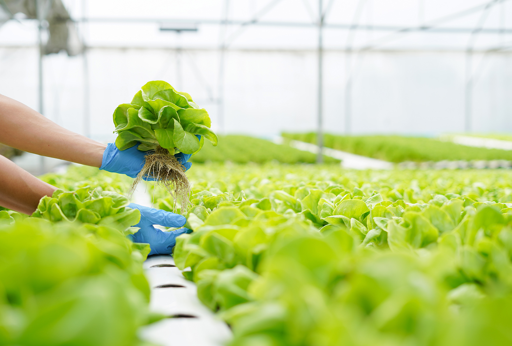 What is hydroponics and how does it work?