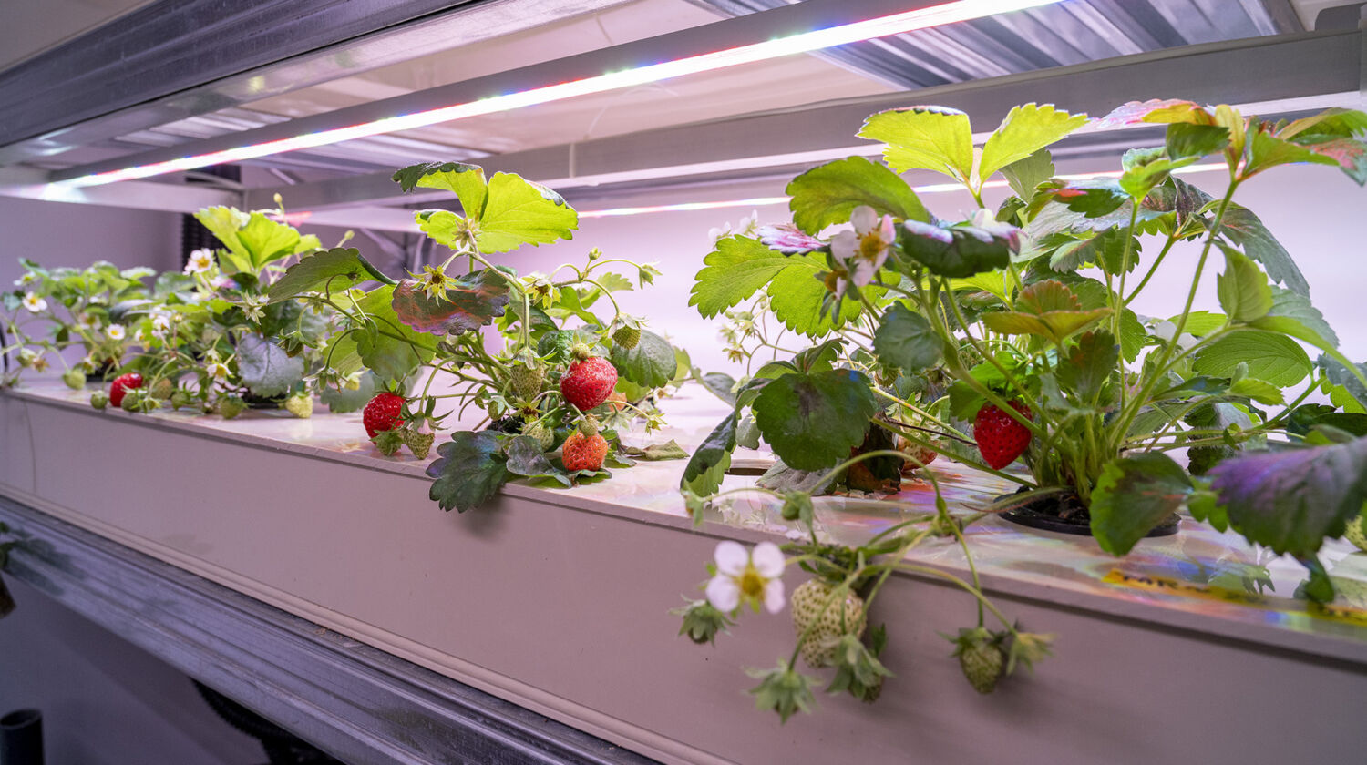 Breakthrough: Hydroponics vs Aquaponics in strawberry cultivation brings great results