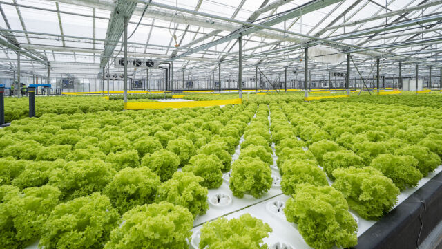 The largest aquaponic farm in the Czech Republic has sold out its entire production for 2024