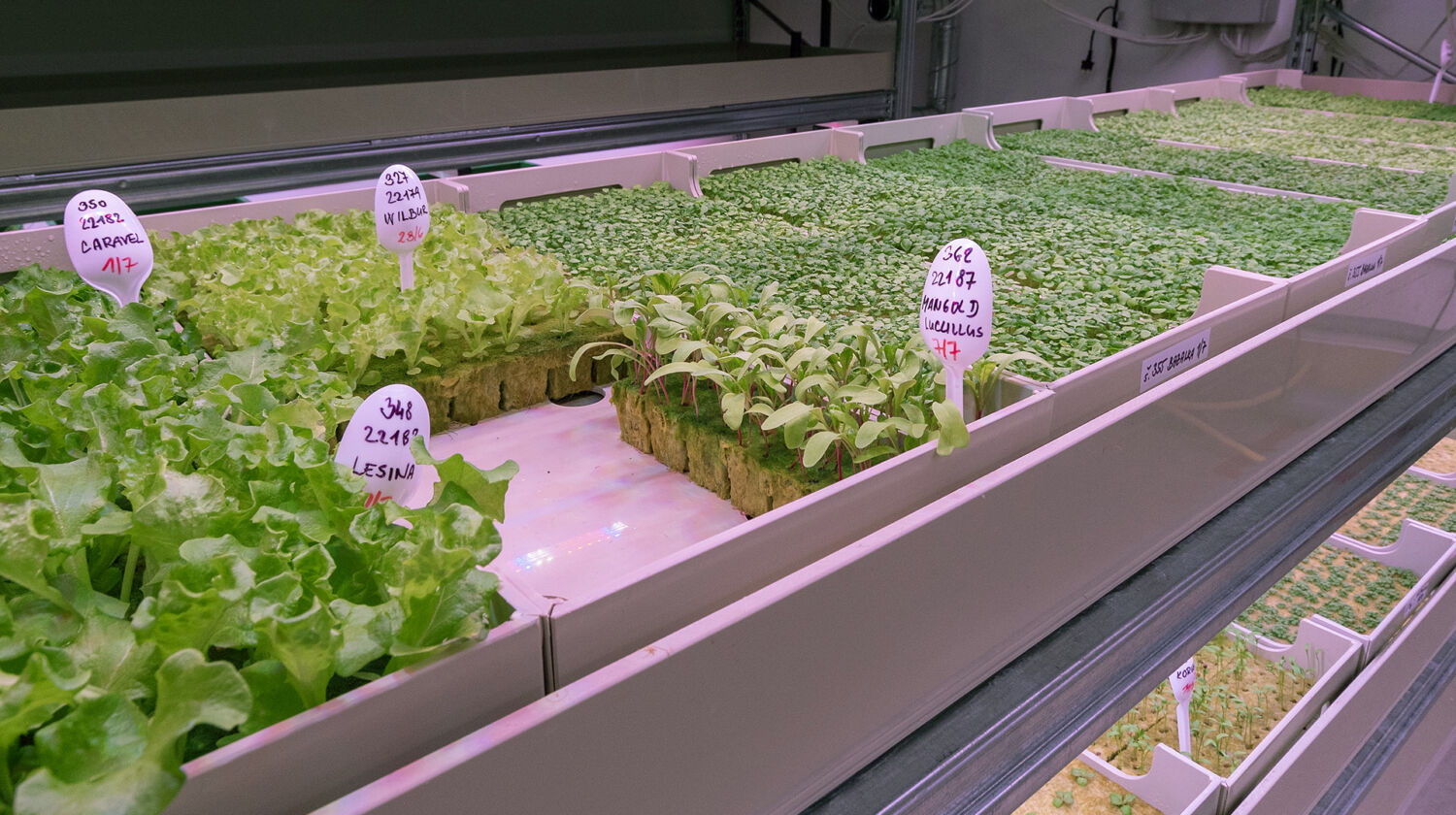 Future Farming offers its own top quality seedlings