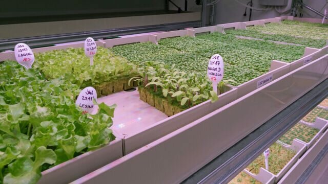 Future Farming offers its own top quality seedlings